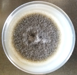 Alternaria sp. grown in potato dextrose agar.