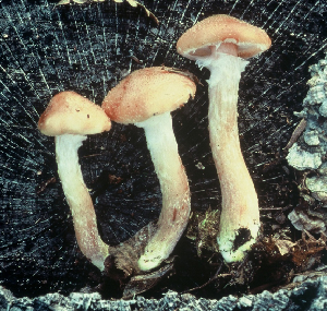 Figure 1. Fruit bodies of A. gallica. The largest fruit body is approximately 10 cm in length.