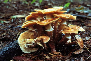 Figure 1. Fruit bodies of A. solidipes. The largest fruit body is approximately 12 cm in length. (photo by Myron L. Smith)