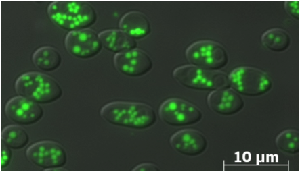 Blastobotrys adeninivorans LS3 in glucose medium after 24 hours growth. Lipid bodies are colored in green with BODIPY.
Courtesy of Stephane Thomas at INRA Institut Micalis, France