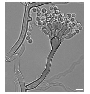 Aspergillus nidulans
