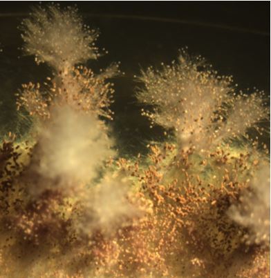 Aspergillus pseudoterreus ATCC32359. Image by Kyle Pomraning.