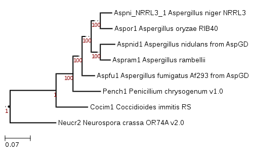 Phylogenetic tree showing position of Aspergillus rambellii