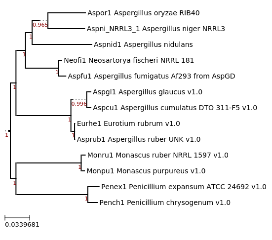 Maximum-Likelihood phylogeny generated by FastTree for Aspergillus ruber UNK and related species