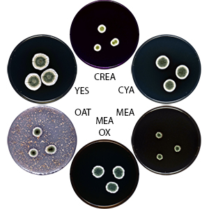 Photo of Aspergillus tennesseensis IBT 32283 v1.0
