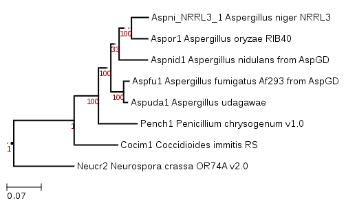 Phylogenetic tree showing position of GENUS_SPECIES