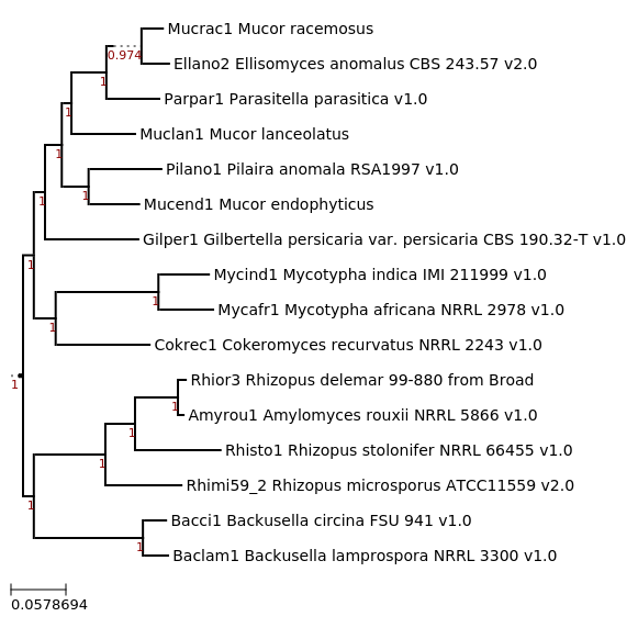 Maximum likelihood phylogeny, generated using FastTree, showing phylogenetic relationship between Backusella lamprospora NRRL 3300 and related species.