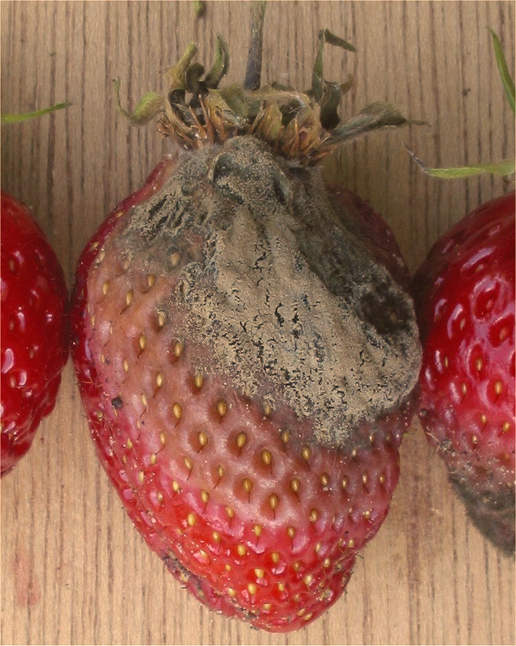 Photo of Botrytis cinerea B05.10