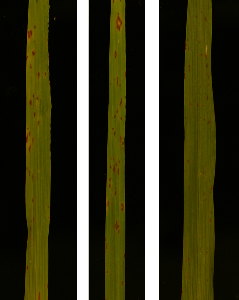 Spot blotch symptoms induced by Bipolaris sorokiniana
