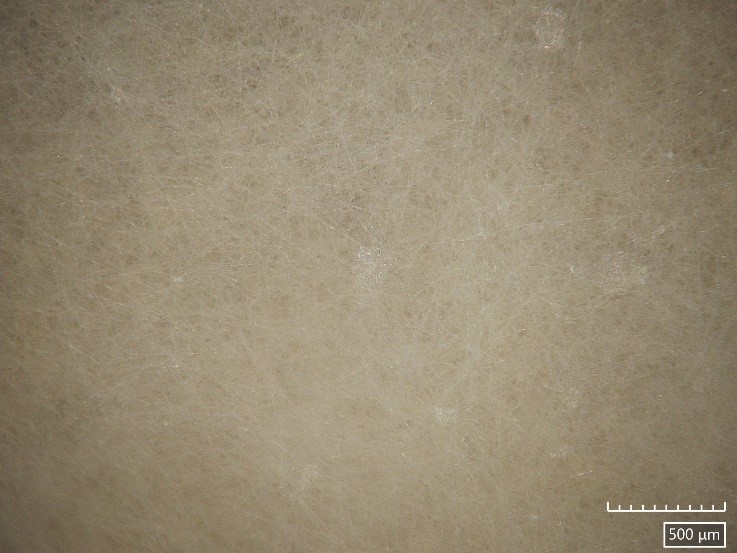 Figure 1: Fungal culture grown from pelotons [Photo credit: Melissa McCormick, Eranga Wettewa]