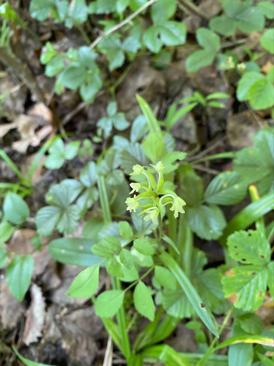 Figure 2: Adult Platanthera clavellata in bloom [Photo credit: Melissa McCormick, Eranga Wettewa]