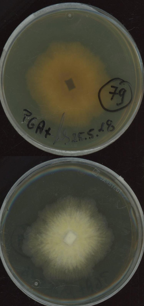 Chaetomium tenue MPI-SDFR-AT-0079 growing in the lab.