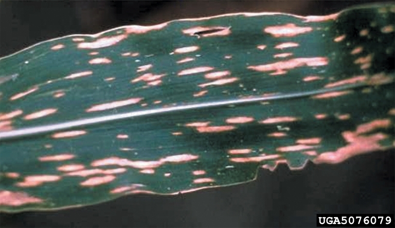 Symptoms of southern corn leaf blight being caused by the fungal plant pathogen Bipolaris maydis, also known as Cochliobolus heterostrophus.