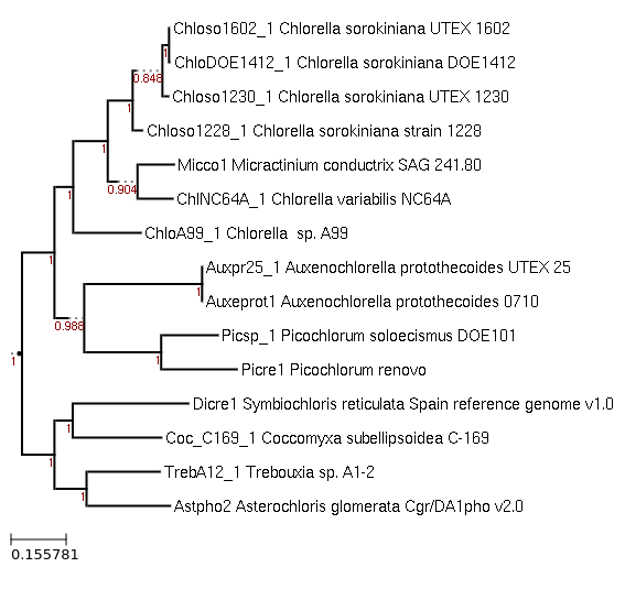 Species tree of Chlorella sorokiniana strain 1228 Maximum-Likelihood phylogeny generated by FastTree for Chlorella sorokiniana strain 1228 and other example Chlorophyta species