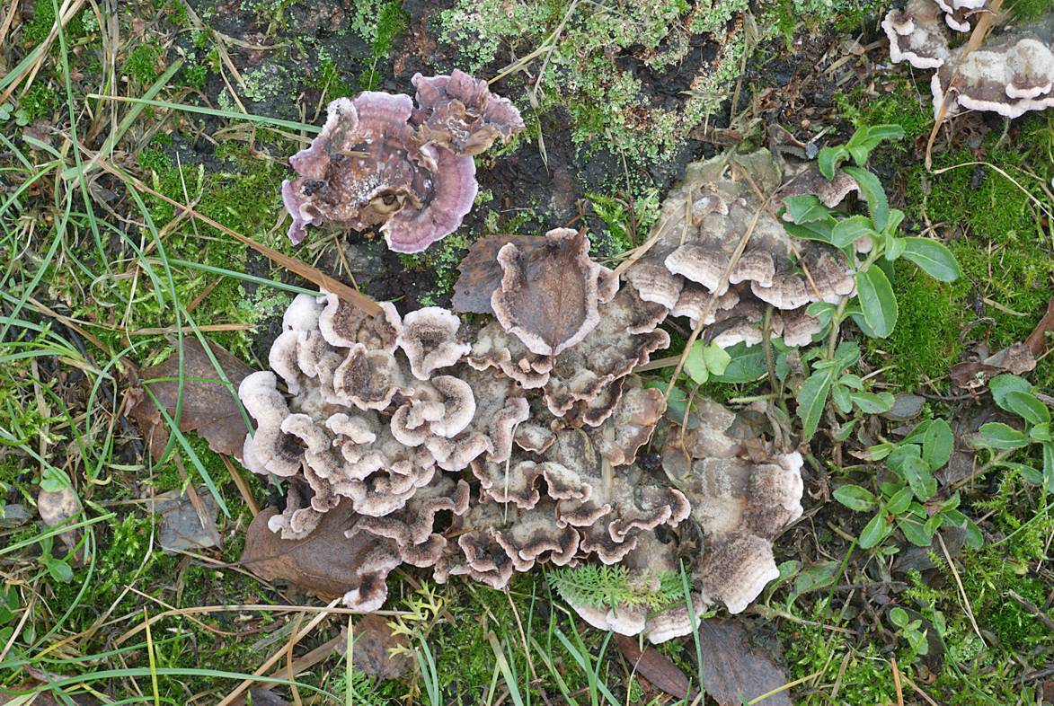 Chondrostereum purpureum fruiting bodies have a white upper surface while the lower, spore-producing surface is light-brown to purple to reddish. Photo from a birch stump, Helsinki, Finland (collection Miettinen 19107). [Photo credit: Otto Miettinen]