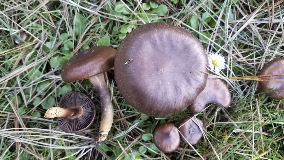 Chroogomphus vinicolor