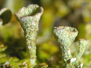 Cladonia grayi