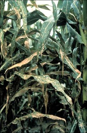Cochliobolus carbonum on maize in the field, circa 1981, Cornell University. Image provided by Jonathan Walton, Michigan State University.