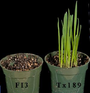 Susceptible oat seeds inoculated with sequenced wild type strain (FI3) of C. victoriae (left) and with victorin minus REMI mutant Tx189 (right). Inoculated seeds were planted directly in soil. No seeds germinated when inoculated with the wild type victorin-producing strain. Mutant generated by Shun Wen Lu and characterized by Alice Churchill. Image generated by Qing Bi, Dongliang Wu, and Kent Loeffler, Cornell University.