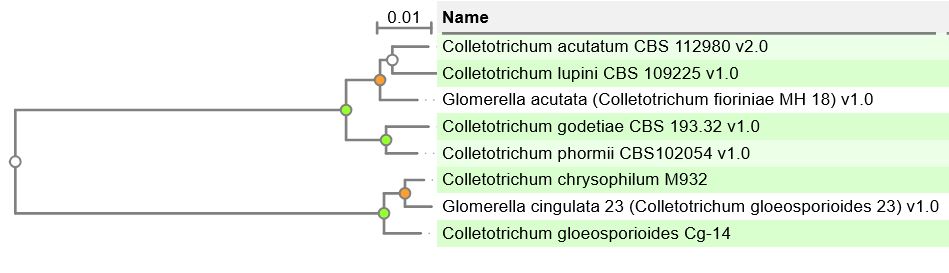 Photo of Colletotrichum chrysophilum M932