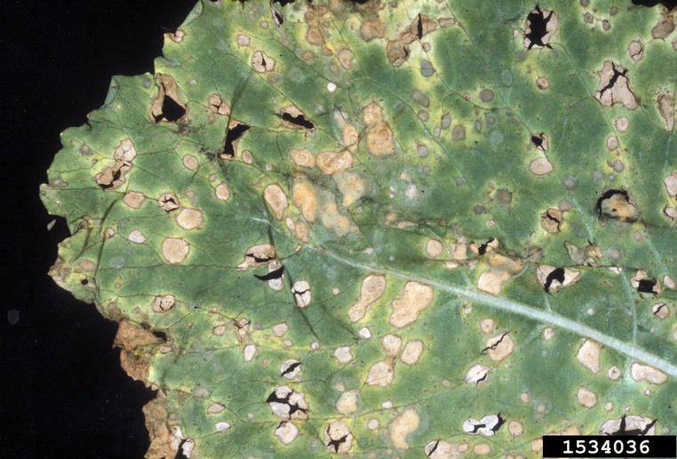 Anthracnose Colletotrichum higginsianum. Photo by University of
Georgia Plant Pathology Archive, University of Georgia, licensed under a Creative Commons Attribution 3.0 License.