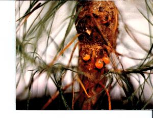 Cronartium quercuum image