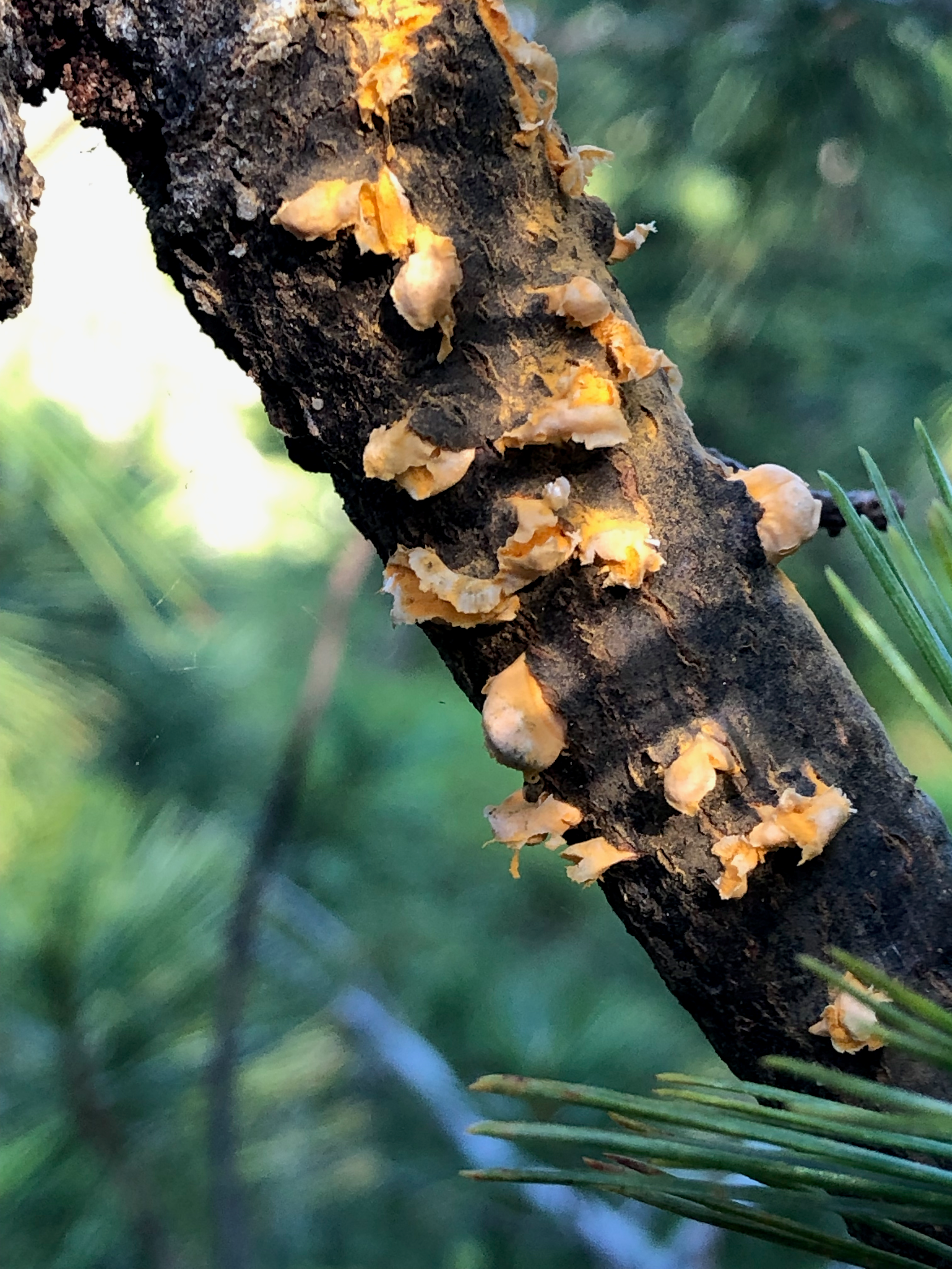 Symptoms of pine blister rust.