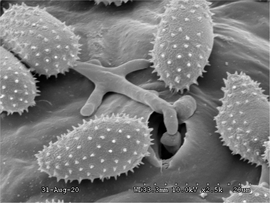 Spores of Cronartium ribicola.