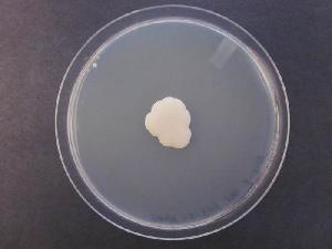 Photo of Filobasidium wieringae UCDFST 05-544 v1.0