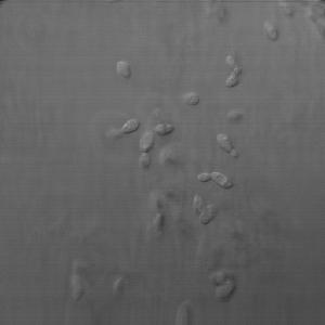 Dekkera bruxellensis image