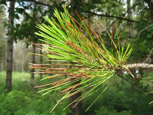 Dothistroma photo