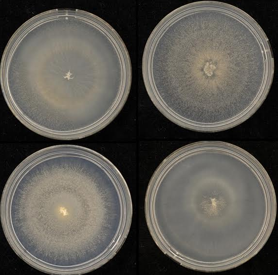 Emericellopsis maritima CBS 491.71 growing on artificial media. Photo credit: Ronald de Vries & Raquel Ledo Doval, Westerdijk Fungal Biodiversity Institute.