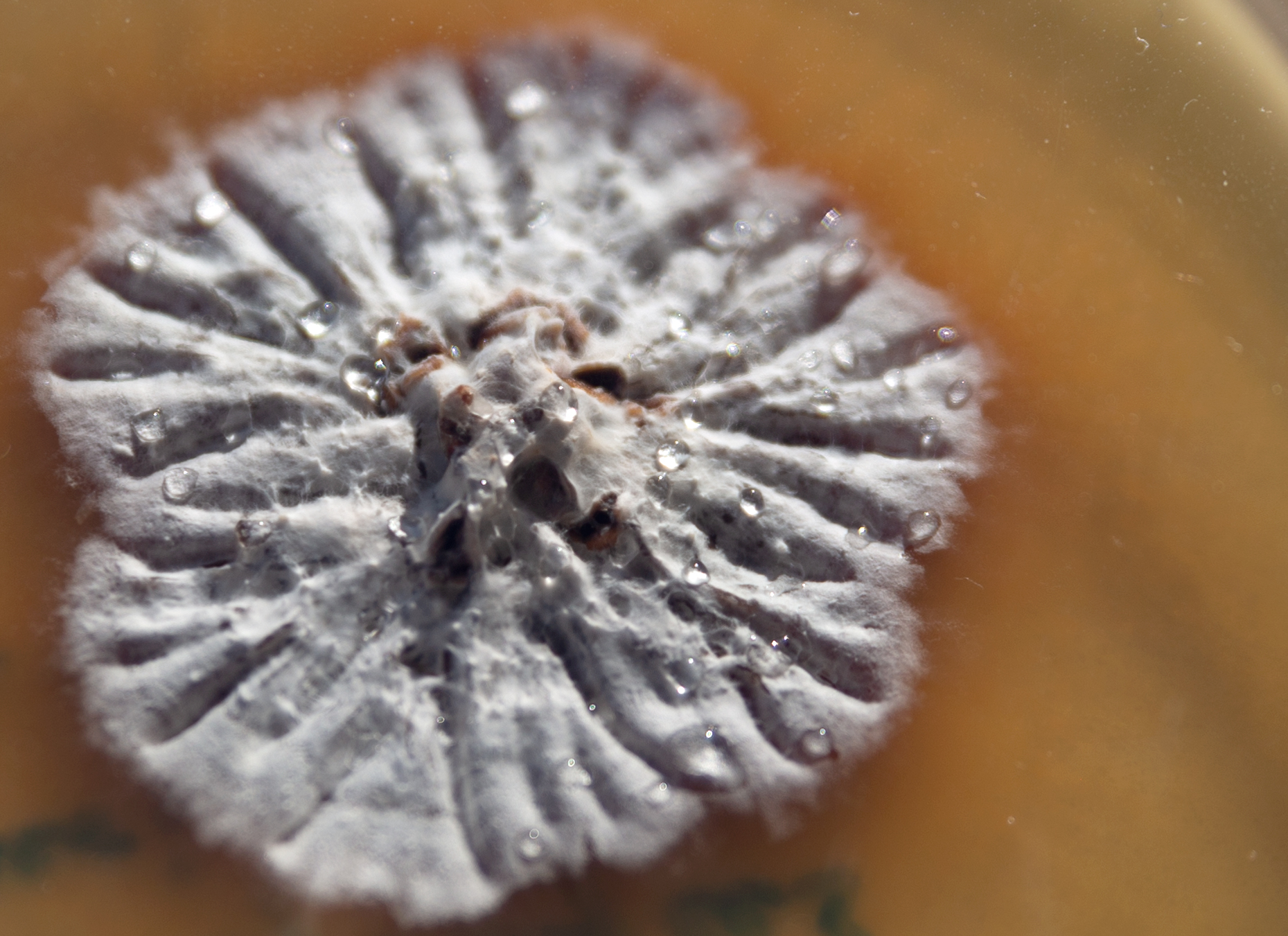 Fitzroyomyces cyperi