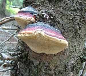 Picture of Fomitopsis schrenkii