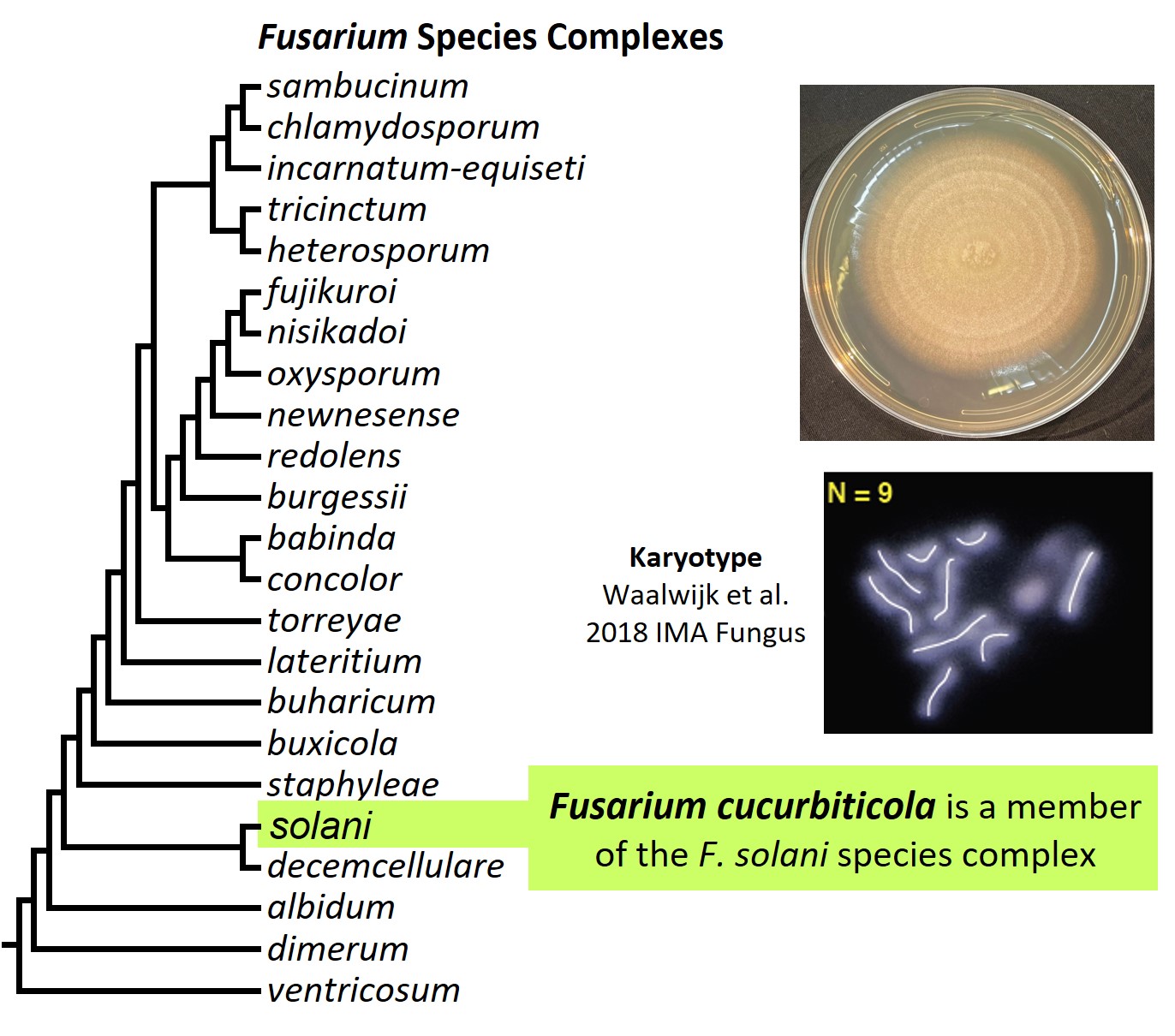 Left – tree showing phylogenetic relationships of the 23
Fusarium species complexes and placement of F. cucurbiticola within
the F. solani species complex. In the tree, species complex names
are abbreviated using specific epithets of the species after which
the complexes are named (e.g., the F. sambucinum species complex is
abbreviated as sambucinum). Upper right – culture of F.
cucurbiticola NRRL 22153 growing on potato dextrose agar medium.
Lower right – karyotype of F. cucurbiticola NRRL 22153. Image
credit: Robert H. Proctor, Amy McGovern and Crystal Probyn.