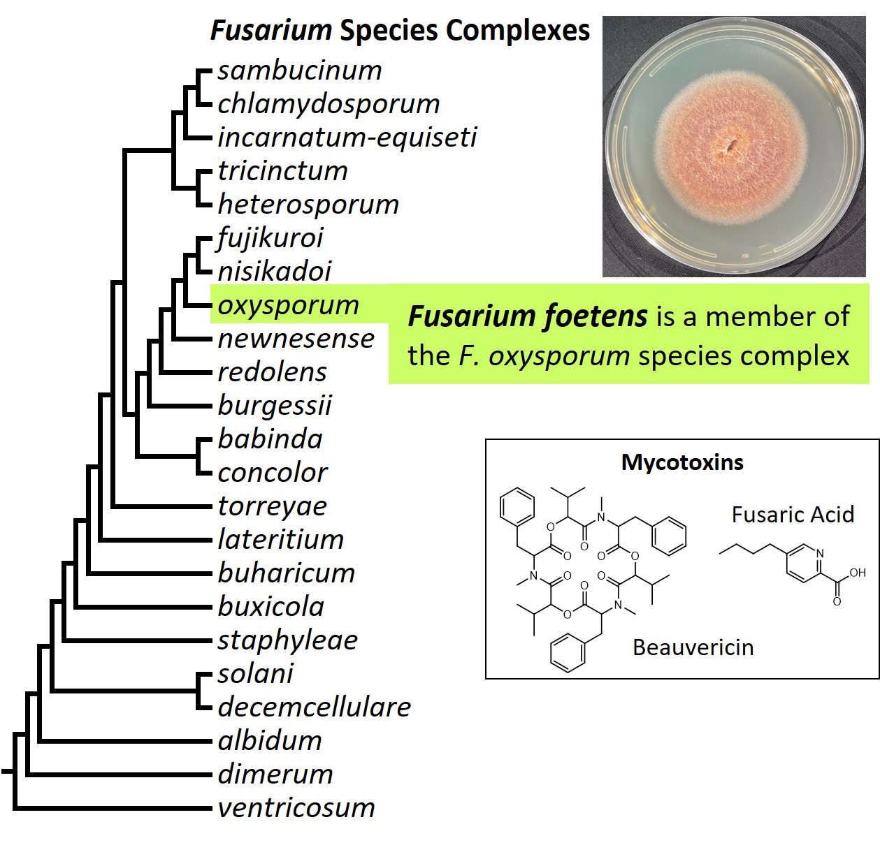 Left – tree showing phylogenetic relationships of the 23
Fusarium species complexes and placement of F. foetens within the
F. oxysporum species complex. In the tree, species complex names
are abbreviated using specific epithets of the species after which
the complexes are named (e.g., the F. sambucinum species complex is
abbreviated as sambucinum). Upper right – culture of F.
foetens NRRL 38302 growing on potato dextrose agar medium. Lower
right – chemical structures of beauvericin and fusaric acid,
two mycotoxins produced by F. foetens. Image credit: Robert H.
Proctor, Amy McGovern and Crystal Probyn.