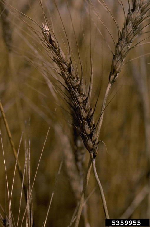 Evidence of scab (Fusarium graminearum) on a head of winter wheat.