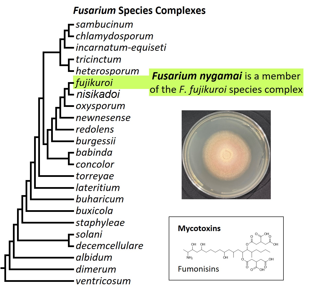 Left – tree showing phylogenetic relationships of the 23
Fusarium species complexes and placement of F. nygamai within the
F. fujikuroi species complex. In the tree, species complex names
are abbreviated using specific epithets of the species after which
the complexes are named (e.g., the F. sambucinum species complex is
abbreviated as sambucinum). Middle right – culture of F.
nygamai NRRL 66327 growing on potato dextrose agar medium. Lower
right – chemical structure of fumonisin B1, the most
economically important mycotoxin produced by F. nygamai. Image
credit: Robert H. Proctor, Amy McGovern and Crystal Probyn.