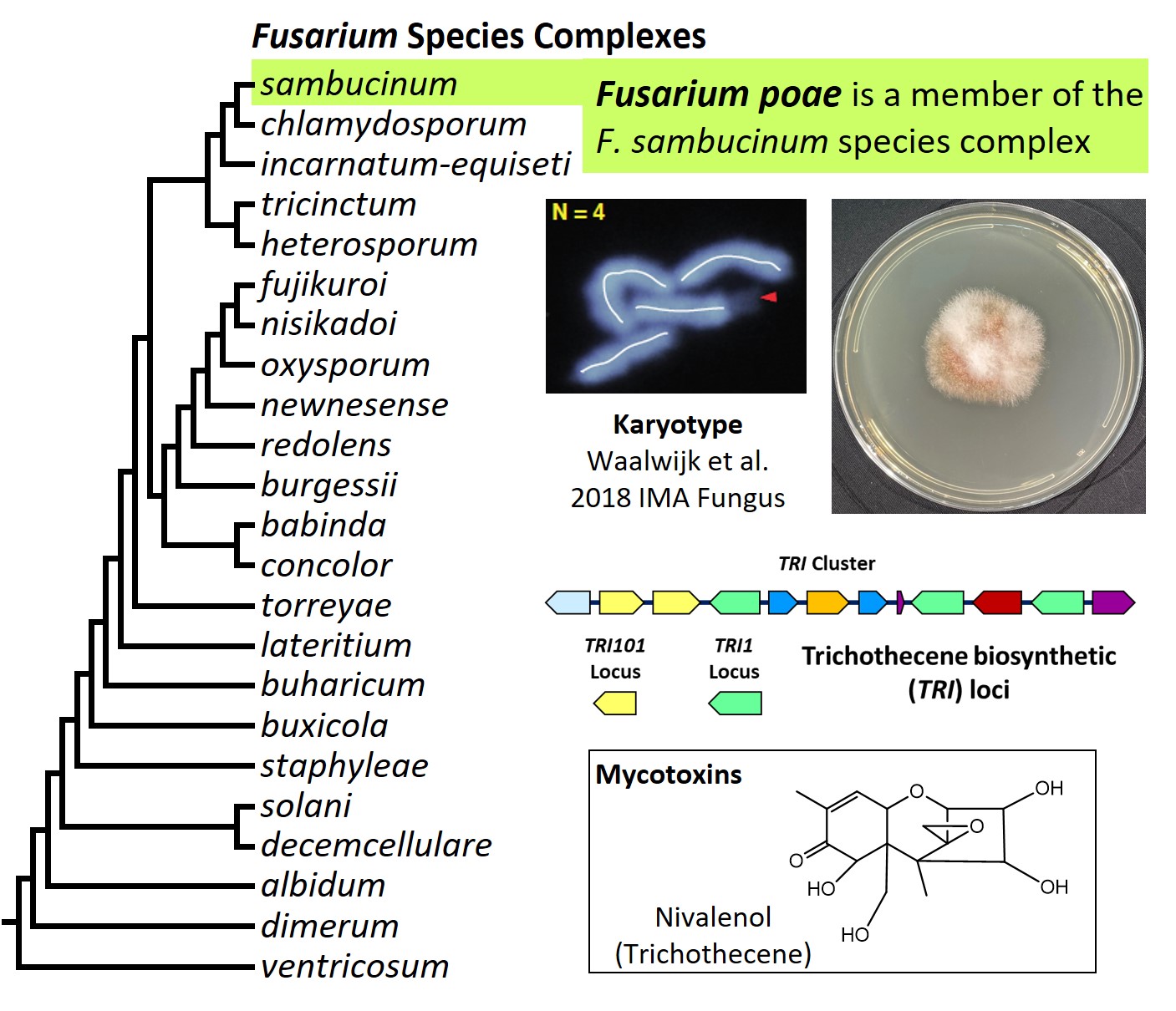 Left – tree showing phylogenetic relationships of the 23
Fusarium species complexes and placement of F. poae within the F.
sambucinum species complex. In the tree, species complex names are
abbreviated using specific epithets of the species after which the
complexes are named (e.g., the F. sambucinum species complex is
abbreviated as sambucinum). Upper left – karyotype of F.
poae. Upper right – culture of F. poae NRRL 26941 growing on
potato dextrose agar medium. Middle– trichothecene mycotoxin
biosynthetic loci in F. poae. Bottom – chemical structure of
nivalenol, the most economically important trichothecene analog
produced by F. poae. Image credit: Robert H. Proctor, Amy McGovern
and Crystal Probyn.