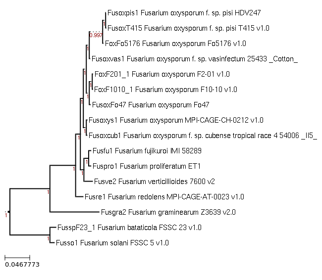 Maximum-Likelihood phylogeny generated by FastTree for Fusarium proliferatum ET1 and related species