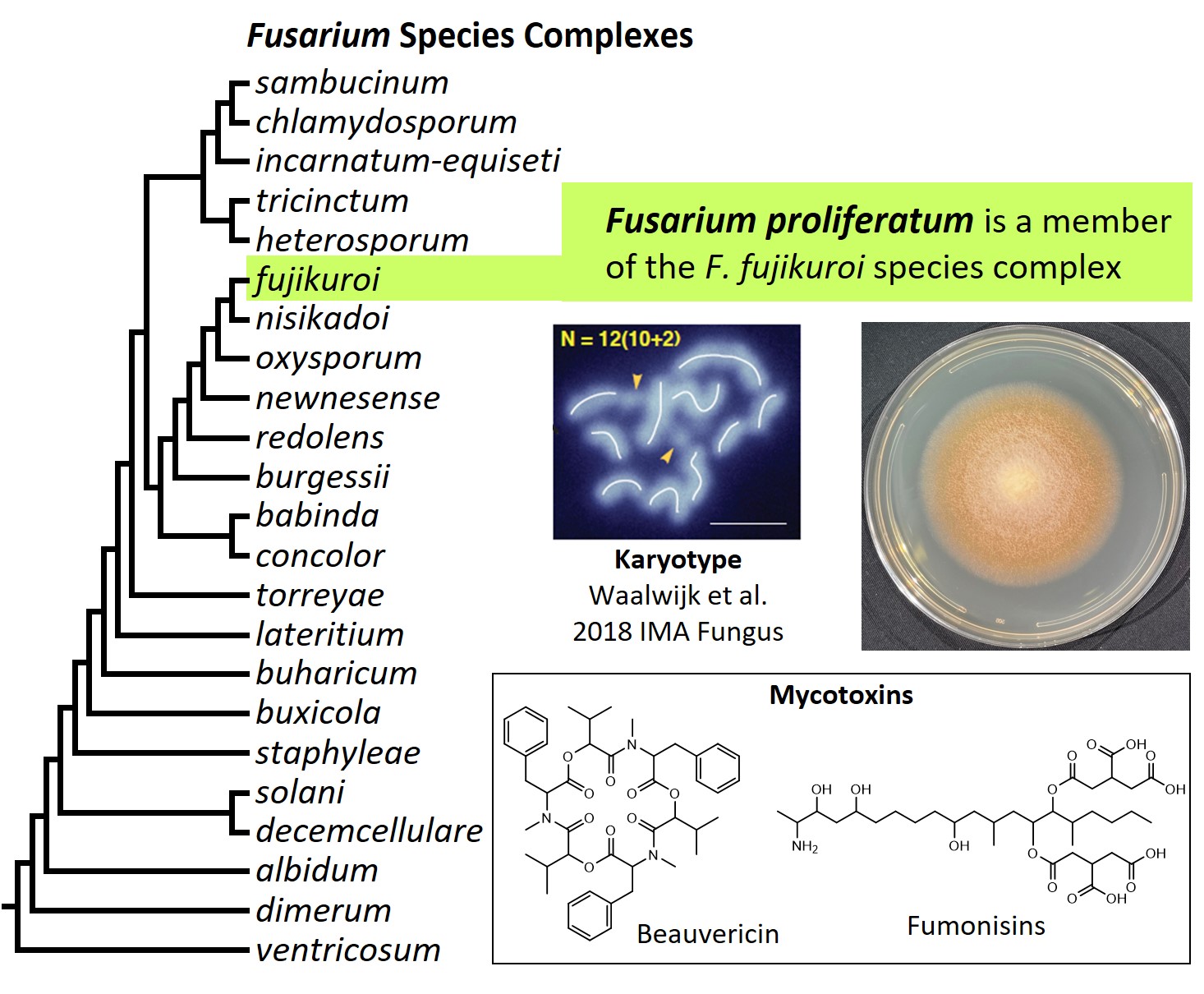 Left – tree showing phylogenetic relationships of the 23
Fusarium species complexes and placement of F. proliferatum within
the F. fujikuroi species complex. In the tree, species complex
names are abbreviated using specific epithets of the species after
which the complexes are named (e.g., the F. sambucinum species
complex is abbreviated as sambucinum). Middle left –
karyotype of another strain of F. proliferatum (NRRL 66289). Middle
right – culture of F. proliferatum ET1 growing on potato
dextrose agar medium. Bottom - chemical structures of beauvericin
and fumonisin B1, two mycotoxins produced by F. proliferatum. Image
credit: Robert H. Proctor, Amy McGovern and Crystal Probyn.