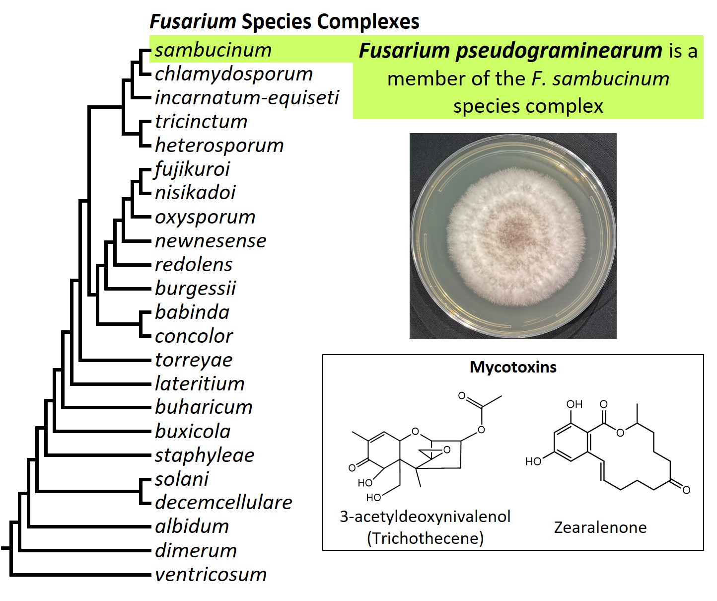 Left – tree showing phylogenetic relationships of the 23
Fusarium species complexes and placement of F. pseudograminearum
within the F. solani species complex. In the tree, species complex
names are abbreviated using specific epithets of the species after
which the complexes are named (e.g., the F. sambucinum species
complex is abbreviated as sambucinum). Middle right – culture
of F. pseudograminearum NRRL 62612 (= CS3096) growing on potato
dextrose agar medium. Bottom right – chemical structures of
3-acetyldeoxynivalenol and zearalenone, two mycotoxins produced by
F. pseudograminearum. Image credit: Robert H. Proctor, Amy McGovern
and Crystal Probyn.
