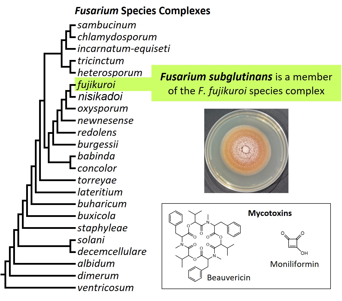 Left – tree showing phylogenetic relationships of the 23
Fusarium species complexes and placement of F. subglutinans within
the F. fujikuroi species complex. In the tree, species complex
names are abbreviated using specific epithets of the species after
which the complexes are named (e.g., the F. sambucinum species
complex is abbreviated as sambucinum). Middle right – culture
of F. subglutinans NRRL 66333 growing on potato dextrose agar
medium. Bottom right – chemical structures of the mycotoxins
beauvericin and moniliformin. Image credit: Robert H. Proctor, Amy
McGovern and Crystal Probyn.
