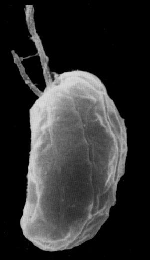 Guillardia theta image