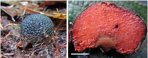 Guyanagaster necrorhizus; scale bar = 1 cm.
Image credit: Rachel A. Koch