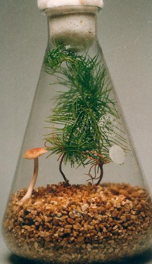 Hebeloma cylindrosporum