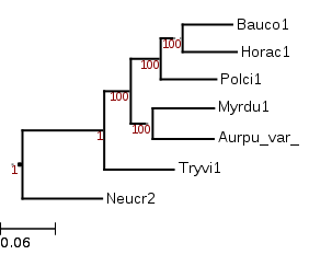 A tree showing the phylogenetic position of Hortaea acidophila (Horac1) among other Dothideomycetes with a Sordariomycetes (Neucr2) outgroup.
