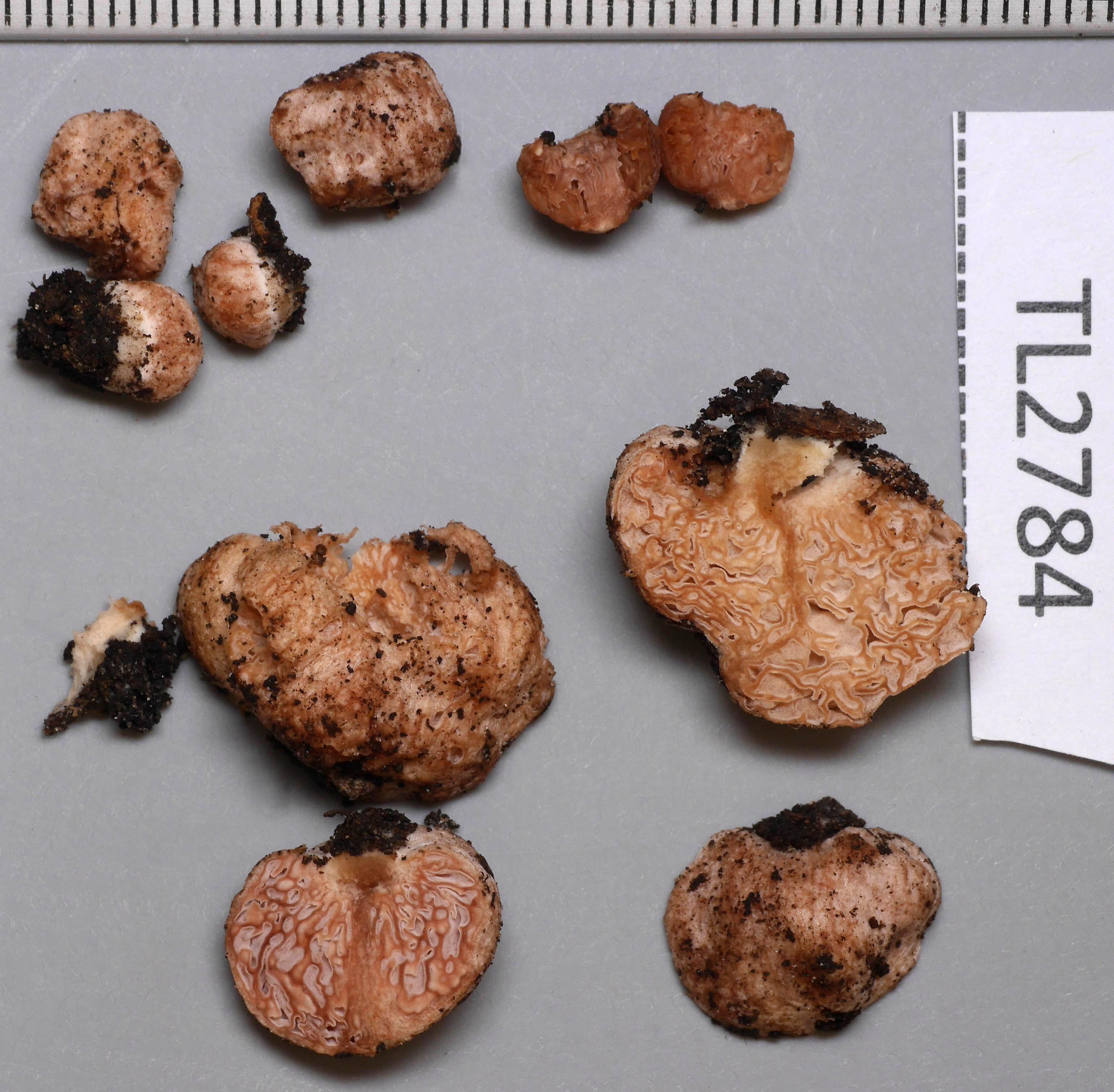 Laccaria sp. KIS1