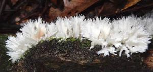 Hydnopolyporus fimbriatus (Cooke) D.A. Reid (223775) Copyright
© 2015 <a
href="http://mushroomobserver.org/observer/show_user/5796">Hans W.
Dahners (Atlides)</a>