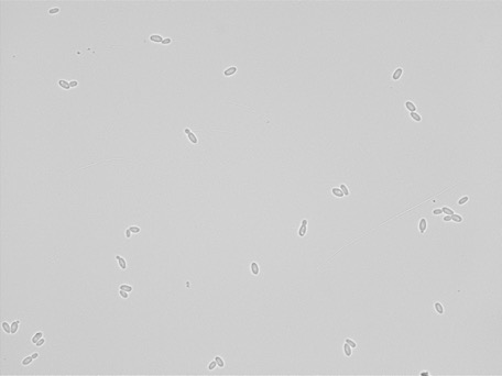 Issatchenkia orientalis ATCC PTA-6658 growing in the lab.
